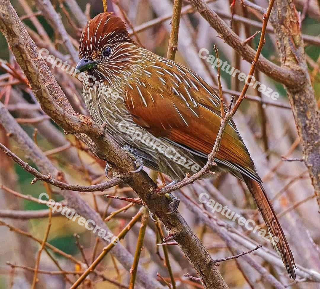 Garrulax Bird